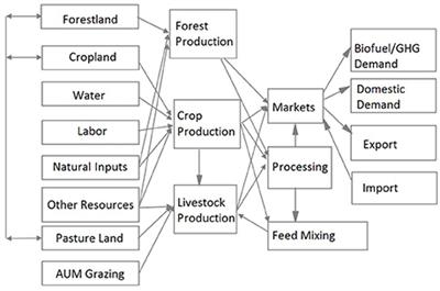 Estimating the Impacts of Climate Change and Potential Adaptation Strategies on Cereal Grains in the United States